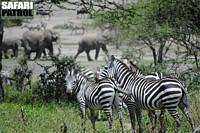 Zebror och elefanter. (Lake Ndutu i Ngorongoro Conservation Area, Tanzania)