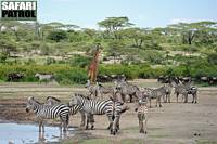 Giraff, zebror och gnuer. (Lake Ndutu i Ngorongoro Conservation Area, Tanzania)
