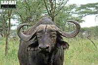 Afrikansk buffel. (Serengeti National Park, Tanzania)