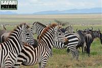 Migrationen. (Södra Serengeti National Park, Tanzania)