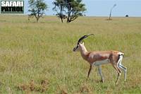 Grants gasell. (Serengeti National Park, Tanzania)