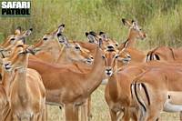 Impalaantiloper. (Serengeti National Park, Tanzania)