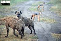Hyenor möter schakaler. (Serengeti National Park, Tanzania)
