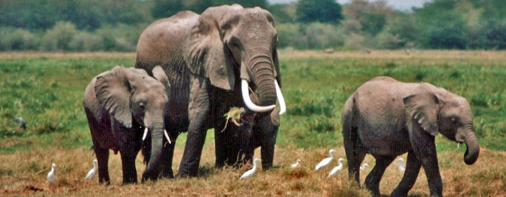 Elefanter i Amboseli.
