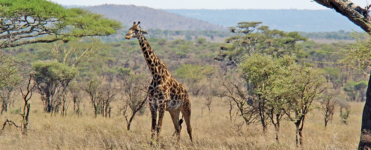 Giraff på trädsavannen.