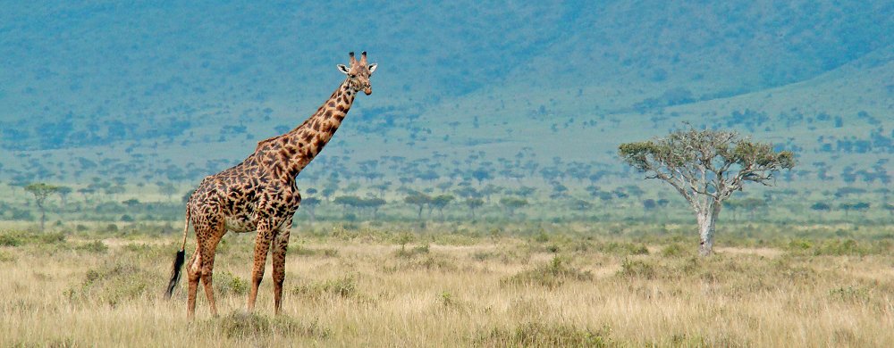 Giraff vid Oloololo i västra Masai Mara.