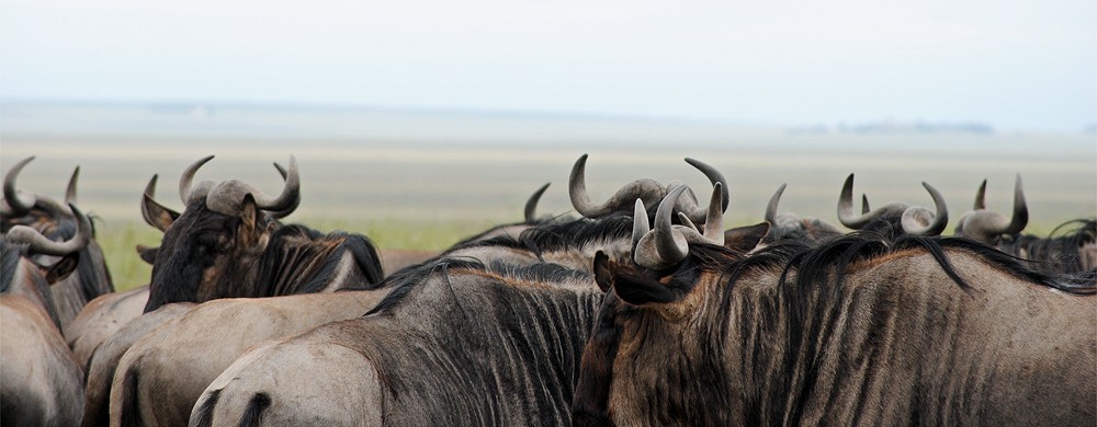 Gnuer i södra Serengeti.