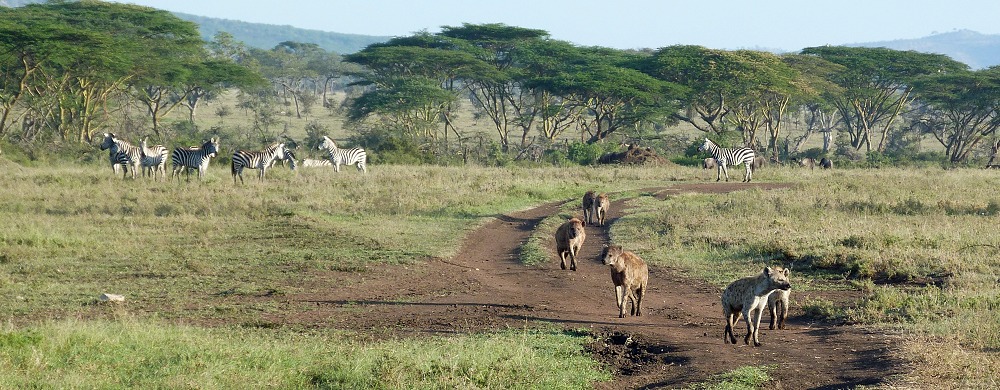 Hyenor och zebror i Serengeti i Tanzania.