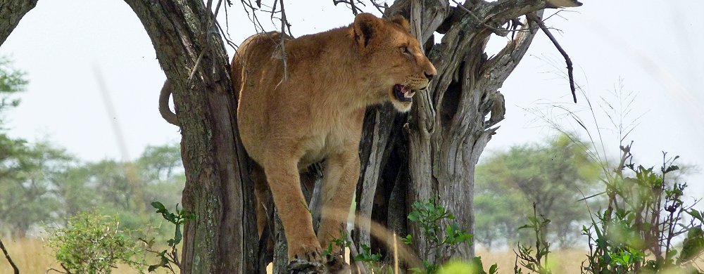 Lejon ur Seroneraflocken i centrala Serengeti.