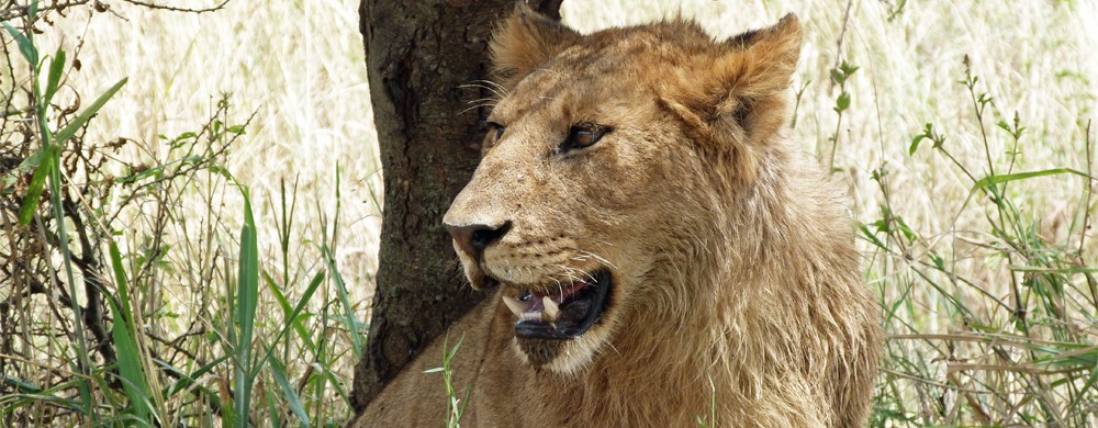 Lejon i Seronera i Serengeti. 