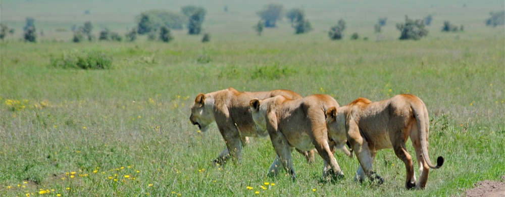 Lejon i  södra Serengeti.