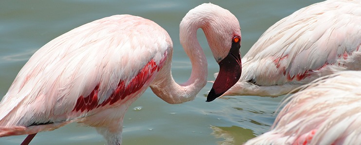Flamingo i Arusha National Park.
