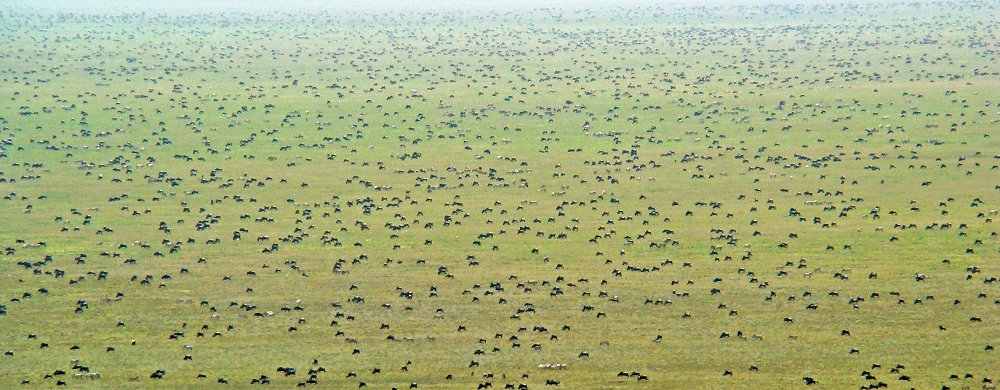 Migrationen på kortgrässlätten söder om Naabi Hill i södra Serengeti.