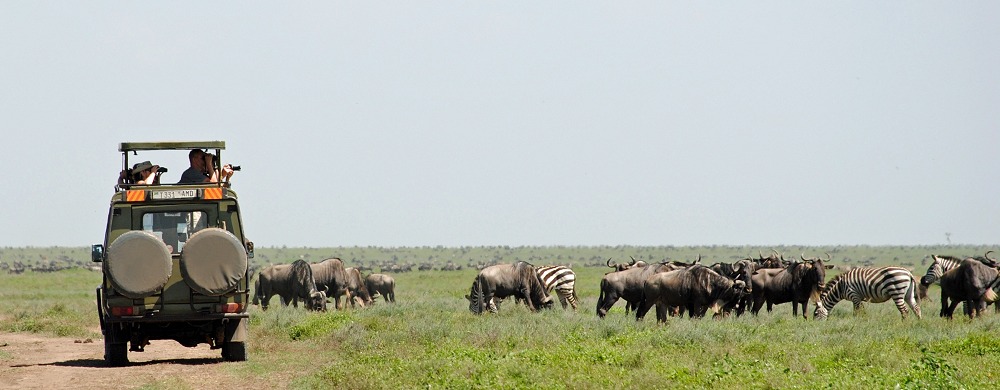 På gruppresa vintern 2014: Djurskådning i sydligaste Serengeti. 