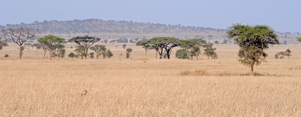Centrala Serengeti.