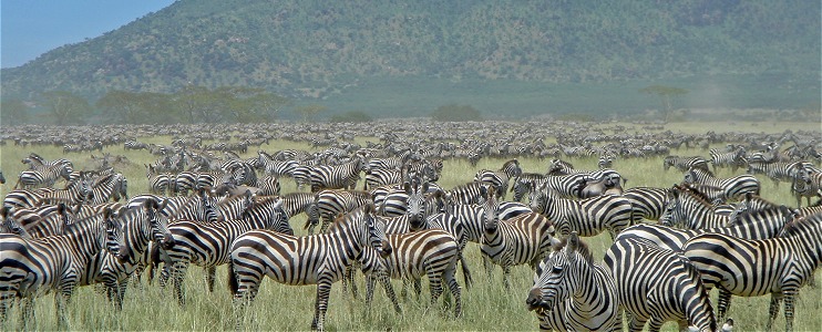 Zebramigration i centrala Serengeti.
