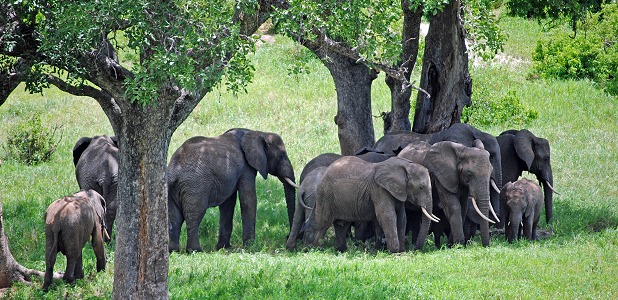 En elefanthjord i Tarangire.