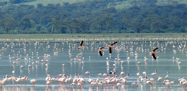 Flamingor i en östafrikansk sodasjö. 