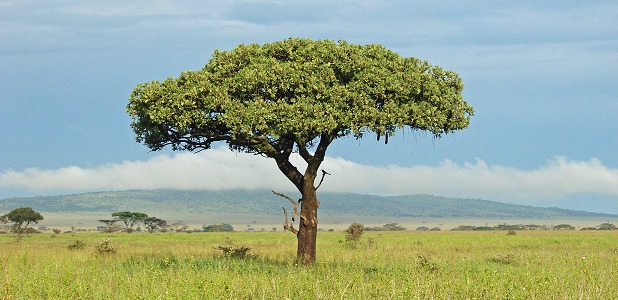 Korvträd på savannen.