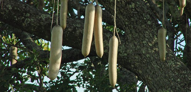 Korvträdets frukter kan väga 6–7 kg.