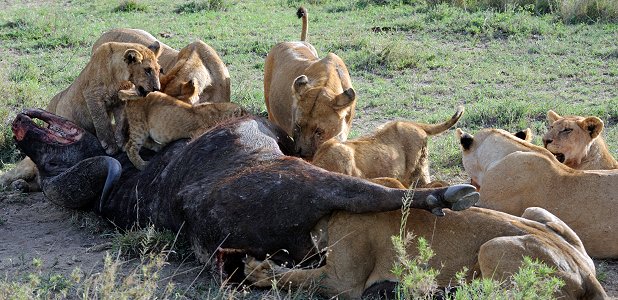 En fälld buffel ger mat i flera dagar åt en lejonflock.