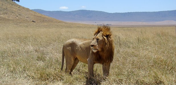 Lejonhane i Ngorongorokratern.