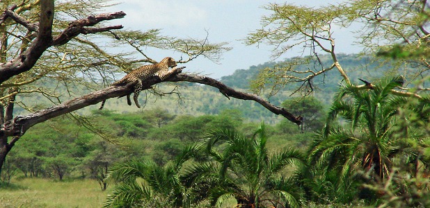 Jullov: Leopard i ett dött träd Seronera i centrala Serengeti.