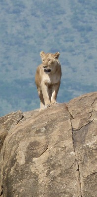 Lejon på en klippa i södra Serengeti.