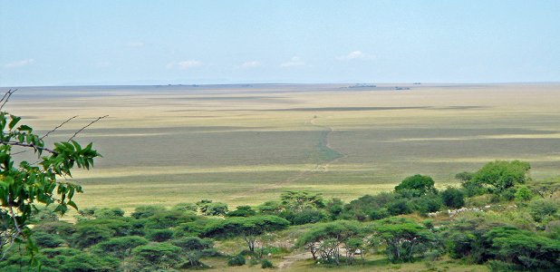 Grässavann: På gränsen till den till synes ändlösa kortgrässlätten i södra Serengeti.