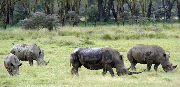Noshörningar i Lake Nakuru i Kenya. I parken finns både spets- och trubbnoshörning.
