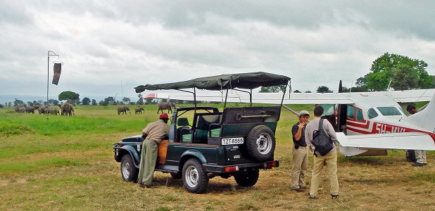 Chartrat safariflyg får vänta – elefanter på start- och landningsbanan.