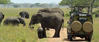 Safarijeep och elefanter i Serengeti.