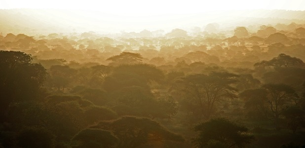 Nationalparken Tarangire i Tanzania.