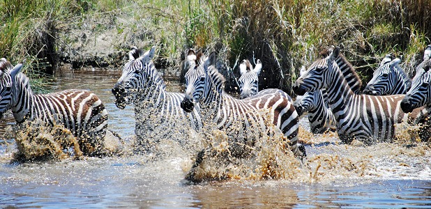 Zebror i Serengeti National Park.